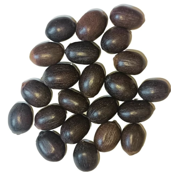 Premium Lotus Flower Seeds | Kamal Beej for Home Gardening | Aquatic Flower Seeds for Pond, Bowl & Pot (Pack of 30)