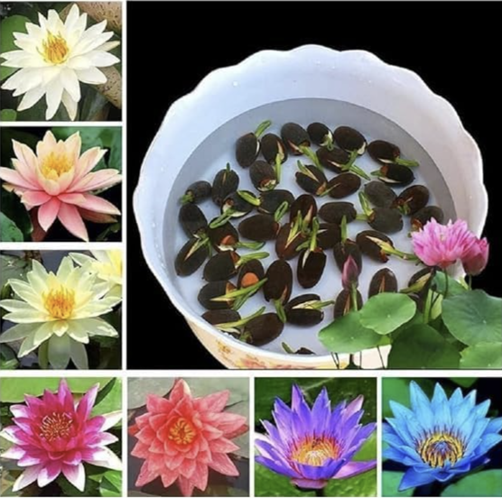 Premium Lotus Flower Seeds | Kamal Beej for Home Gardening | Aquatic Flower Seeds for Pond, Bowl & Pot (Pack of 30)