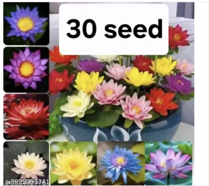 Premium Lotus Flower Seeds | Kamal Beej for Home Gardening | Aquatic Flower Seeds for Pond, Bowl & Pot (Pack of 30)