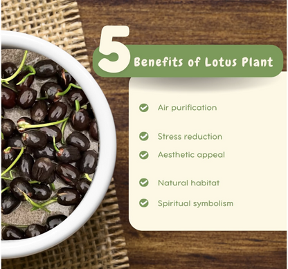 Premium Lotus Flower Seeds | Kamal Beej for Home Gardening | Aquatic Flower Seeds for Pond, Bowl & Pot (Pack of 30)