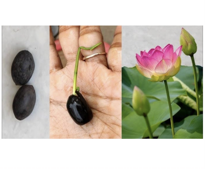 Premium Lotus Flower Seeds | Kamal Beej for Home Gardening | Aquatic Flower Seeds for Pond, Bowl & Pot (Pack of 30)