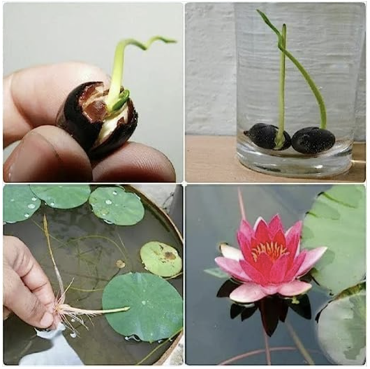 Premium Lotus Flower Seeds | Kamal Beej for Home Gardening | Aquatic Flower Seeds for Pond, Bowl & Pot (Pack of 30)