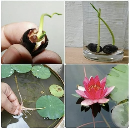 Premium Lotus Flower Seeds | Kamal Beej for Home Gardening | Aquatic Flower Seeds for Pond, Bowl & Pot (Pack of 30)