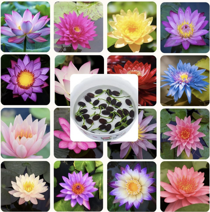 Premium Lotus Flower Seeds | Kamal Beej for Home Gardening | Aquatic Flower Seeds for Pond, Bowl & Pot (Pack of 30)